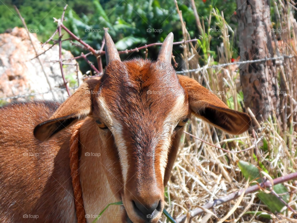 Closeup Goat's Face