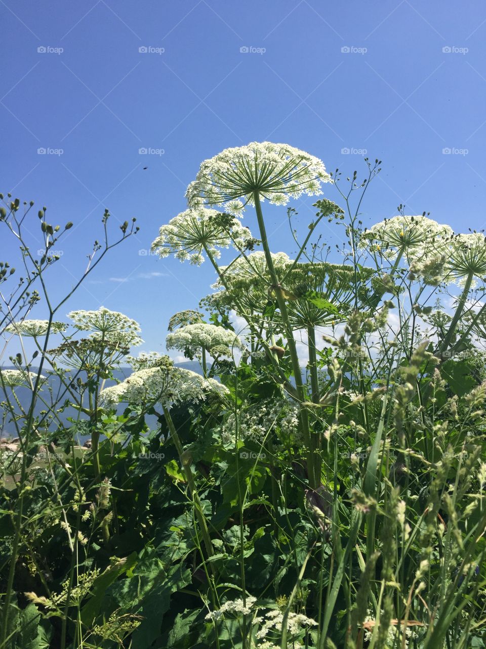 Queen Anna’s Lace 