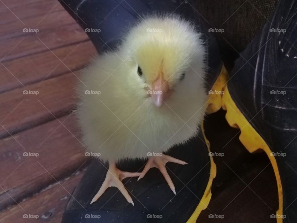 pet chick