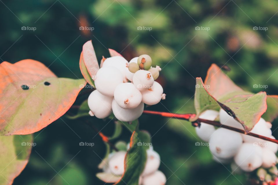 Common snowberry berries 