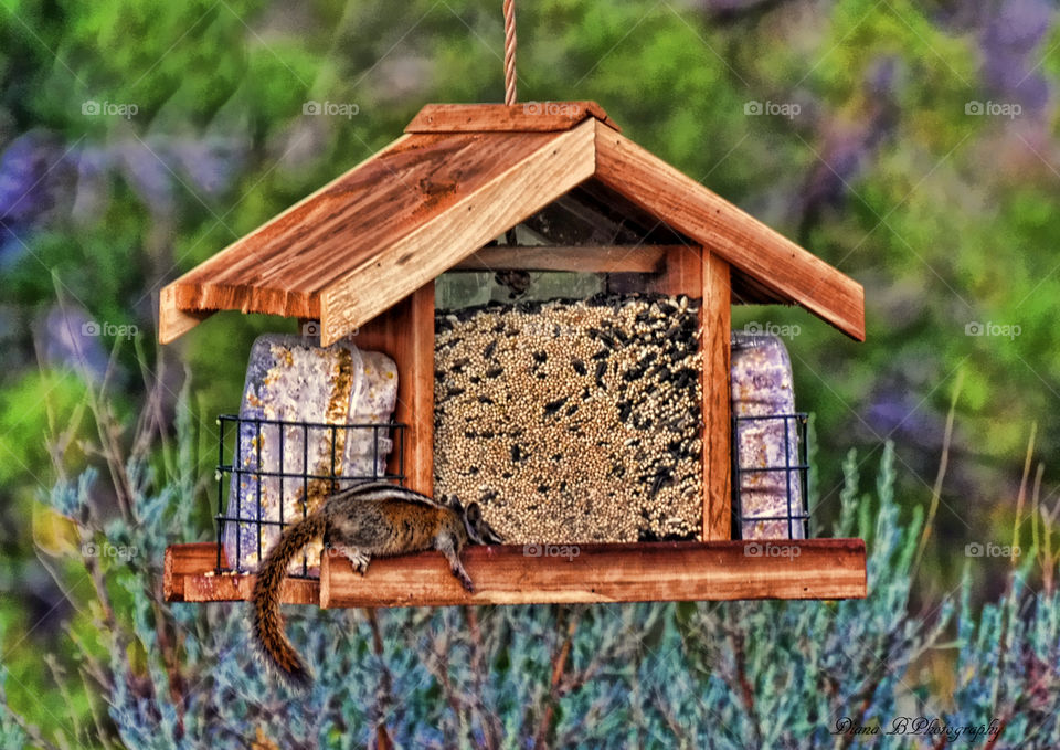 Stuffed Chipmunk. Chipmunk gorged itself at my bird feeder