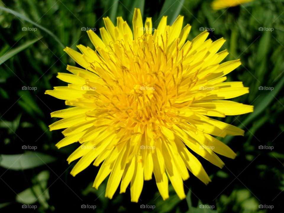 Flower, Nature, Summer, Flora, Dandelion