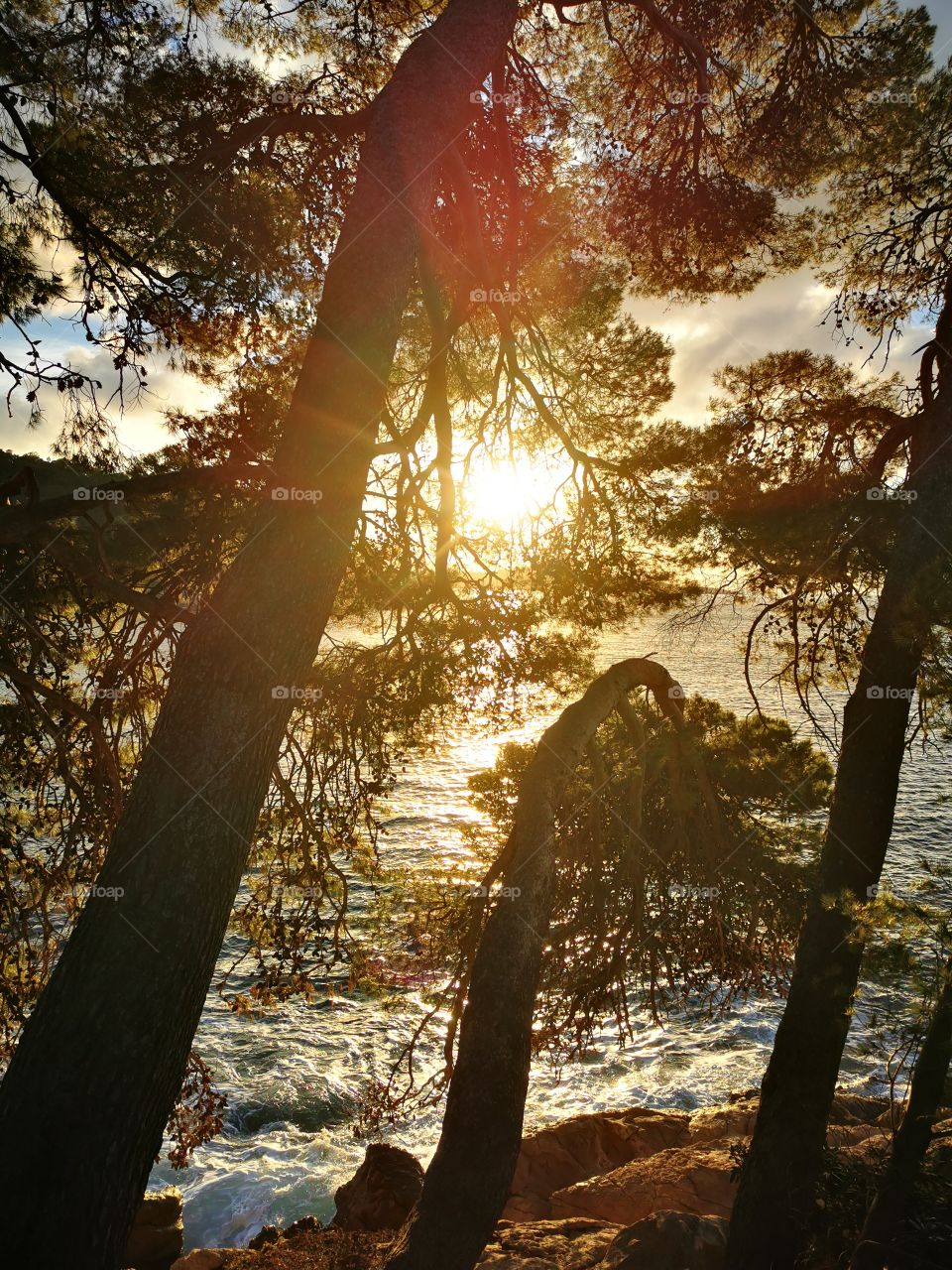 Sun between the trees