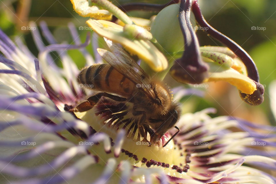 Bee on passiflore, getting pollen
