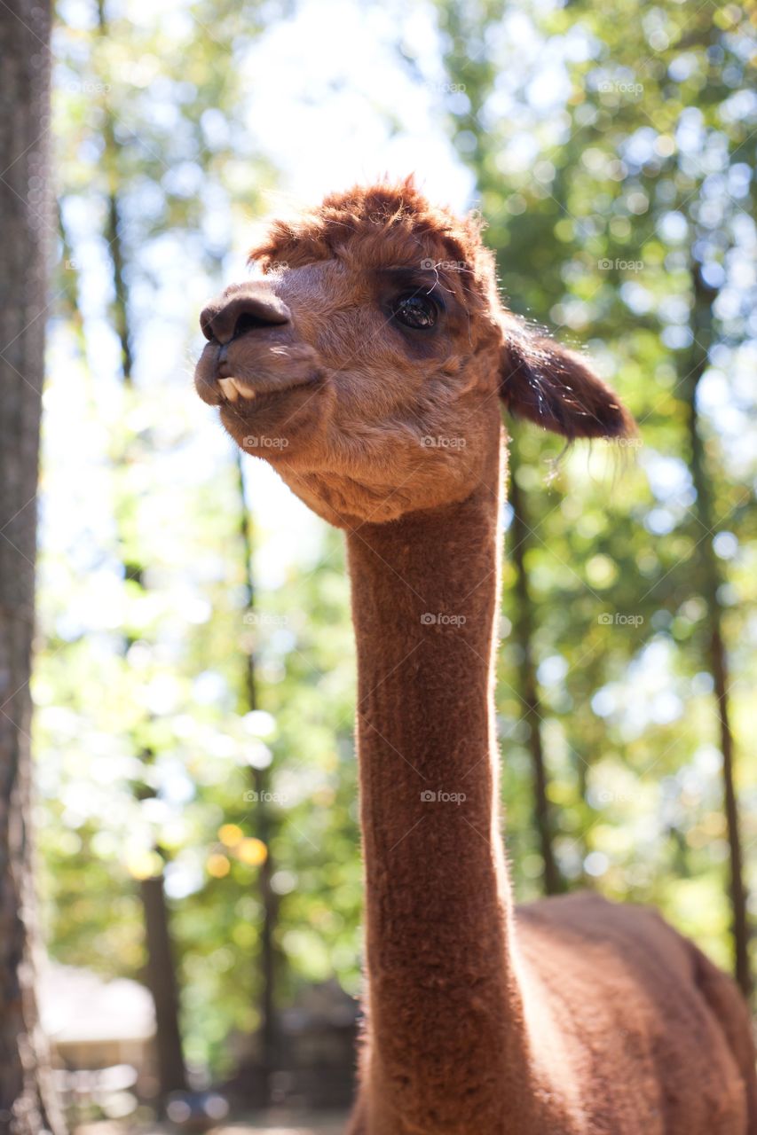 Low angle view of alpaca in forest