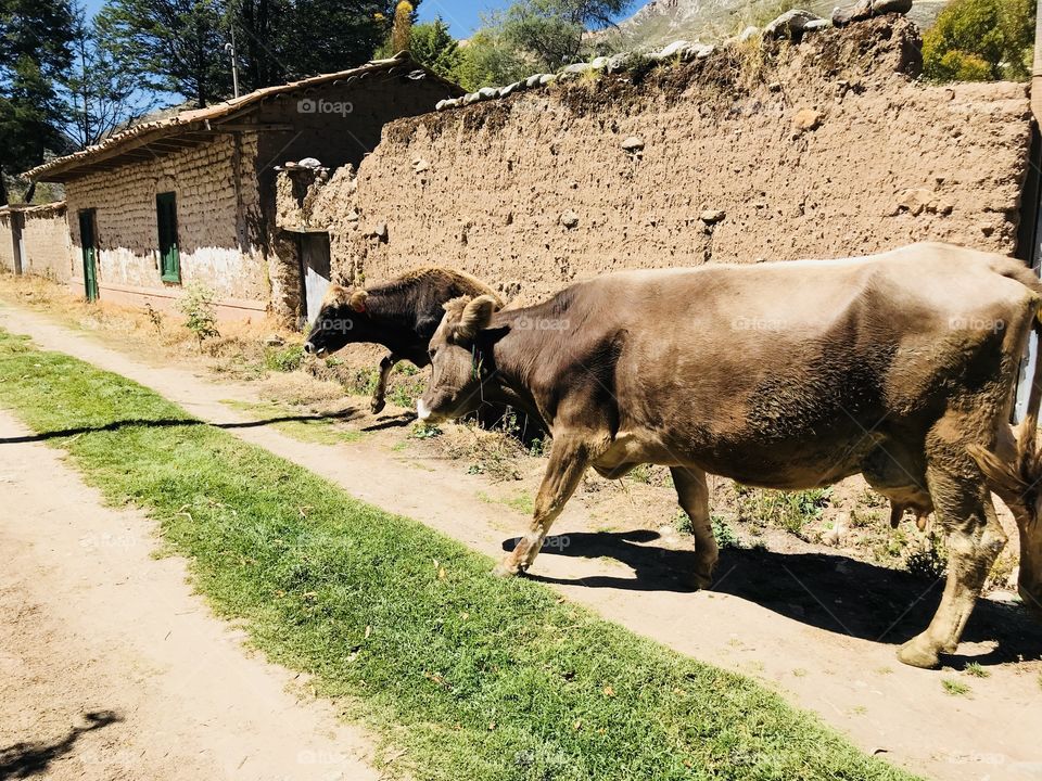 Vacas de paso