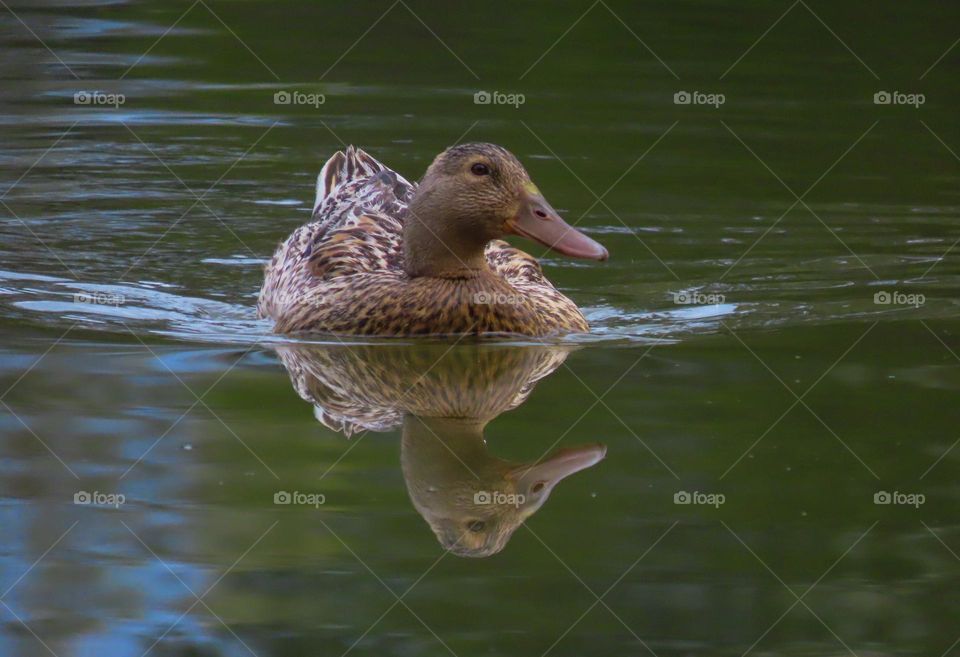Duck reflecting in a pond.
