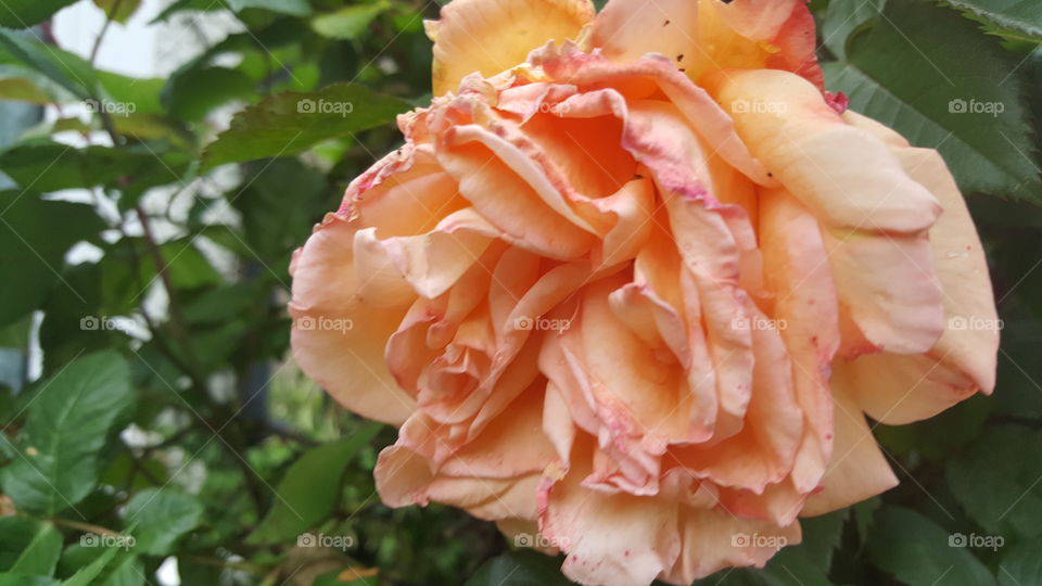 large peach coloured rose