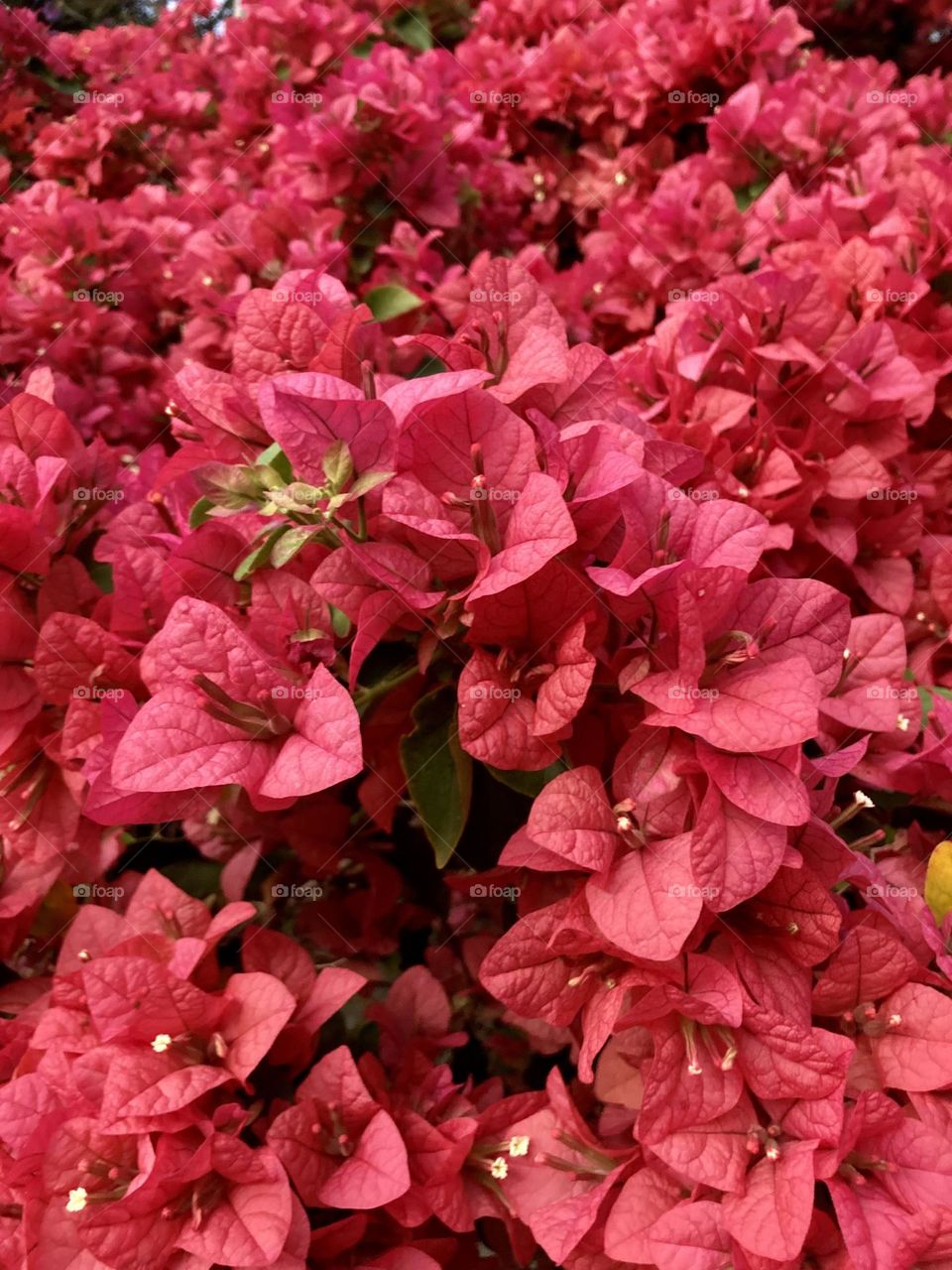 🌹 🇺🇸 Very beautiful flowers to brighten our day.  Live nature and its beauty. Did you like the delicate petals? / 🇧🇷 Flores muito bonitas para alegrar nosso dia. Viva a natureza e sua beleza. Gostaram das pétalas delicadas? 