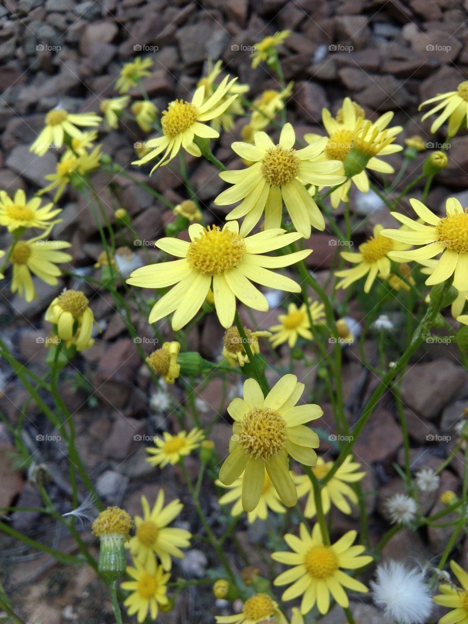 Camomile. little yellow ones ... 