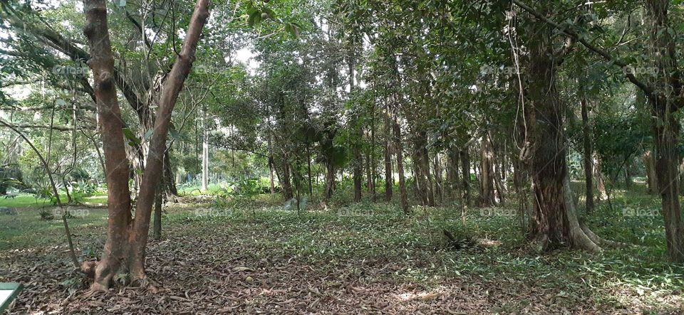 Jardim Botânico de Santos