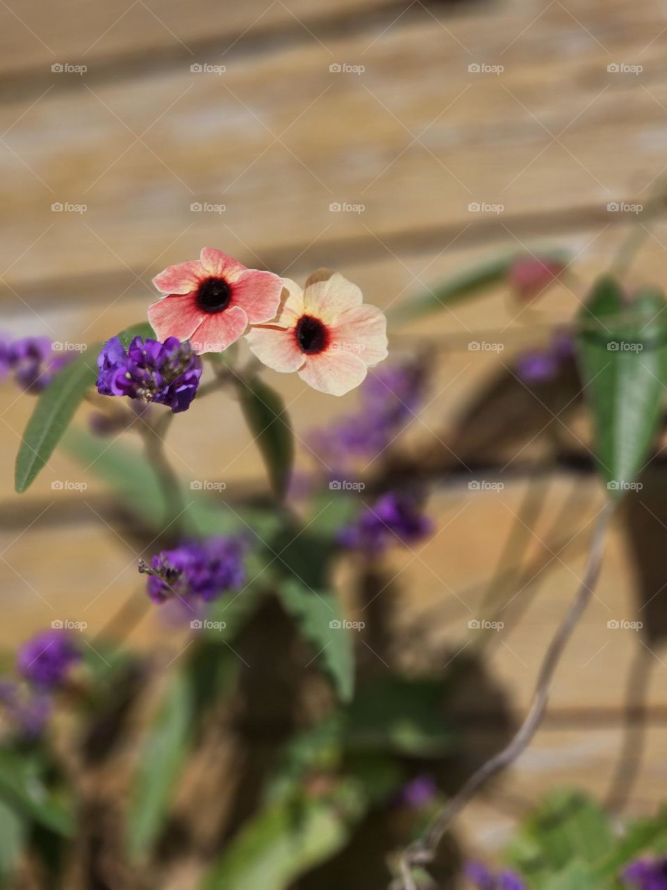 The beautiful flower of Back-eye Susan vine has different colors. This one is peach color.