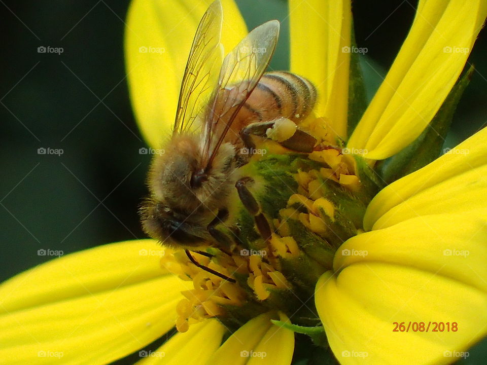 Honey bee on Jerusalem Artichoke 