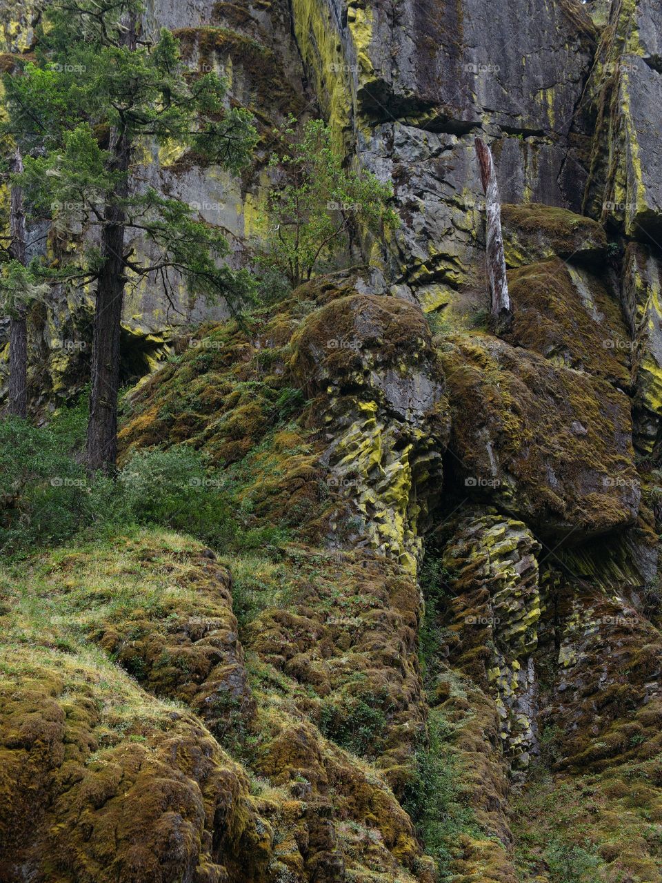 Moss covered cliffs with trees on the banks of the Umpqua River in Southwestern Oregon. 