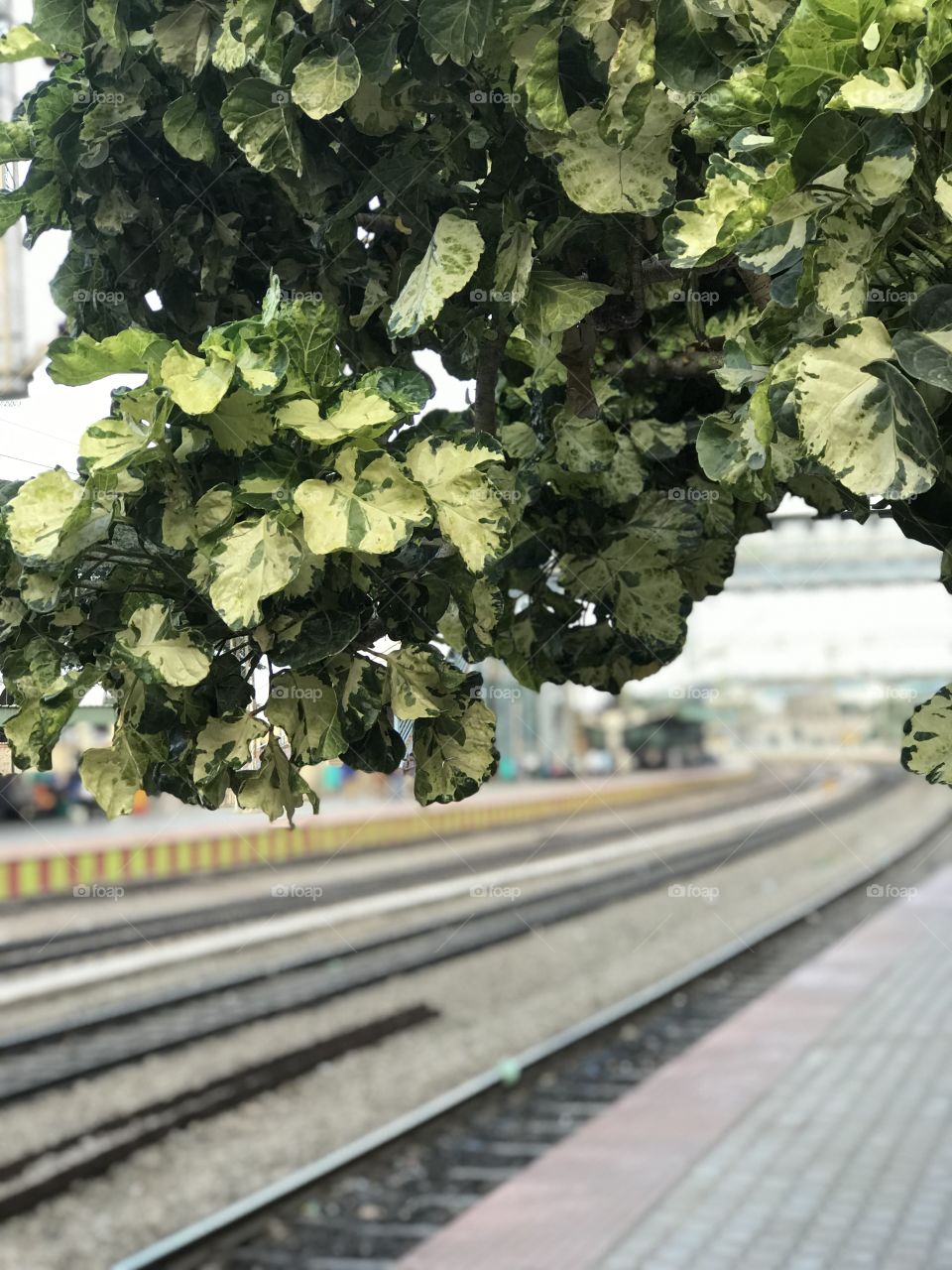 Beautiful tree with beautiful leaves !! Long railway track in Bangalore, India...