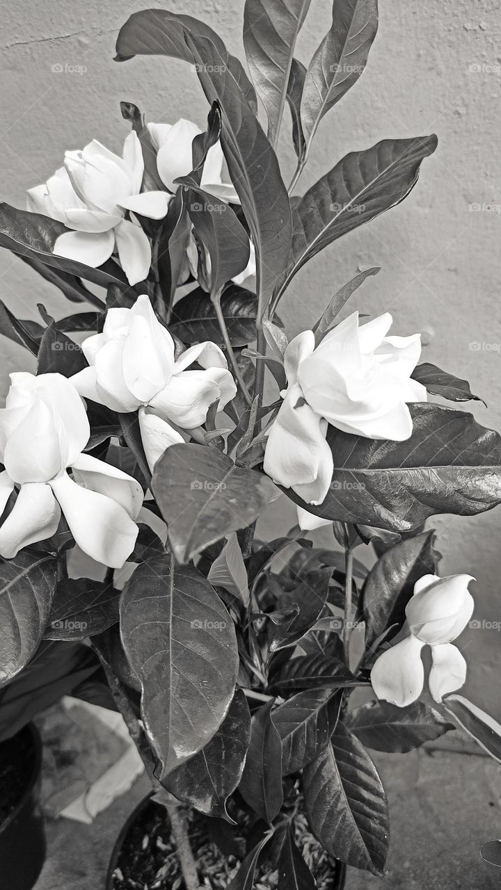 Black and white nature