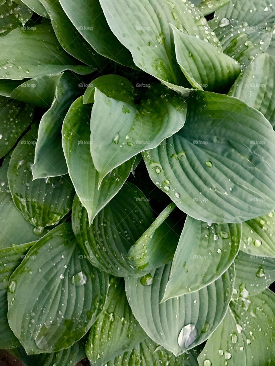 green leaves and raindrops pattern 