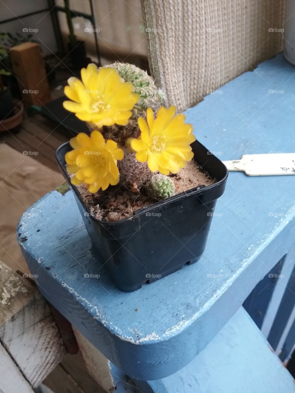 Sulcorebutia langeri