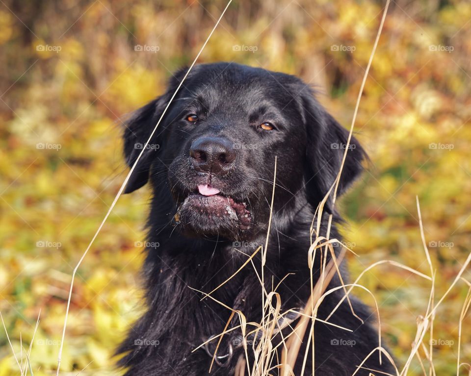 Hovawart autumn portrait