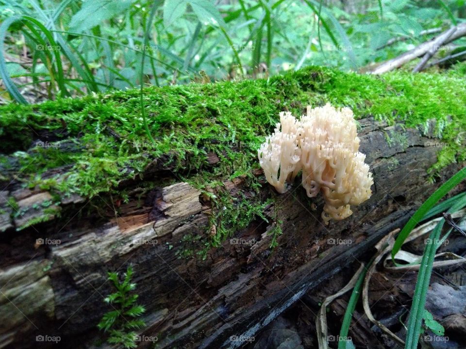 летний гриб" олений рог".