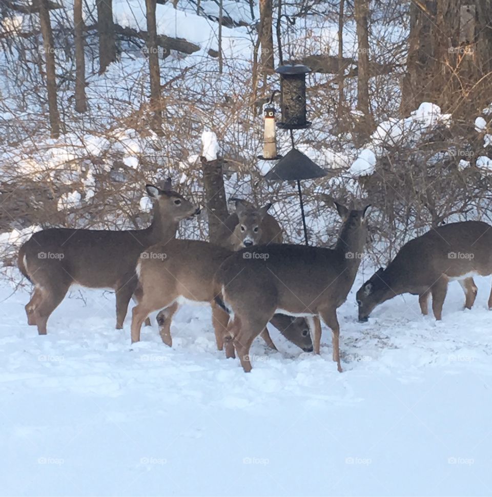 The gang is all here.  A herd of young deer gather around the bird feeders to see what they can scrounge up.