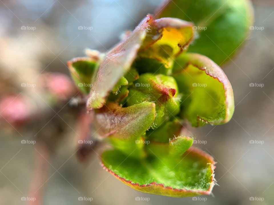 A tree buds 