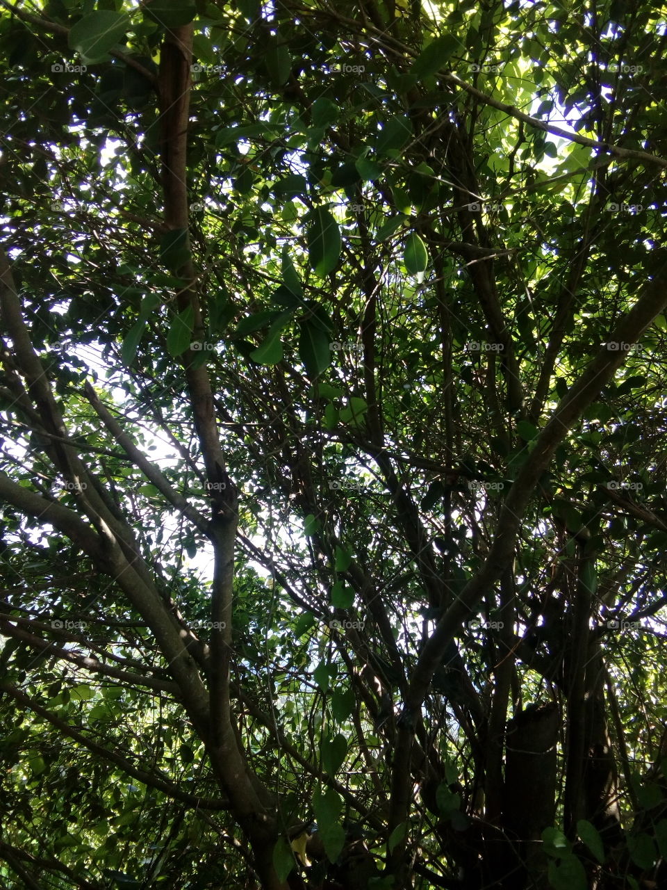 this picture i captured by under the tree.i thin so it's carazy picture.