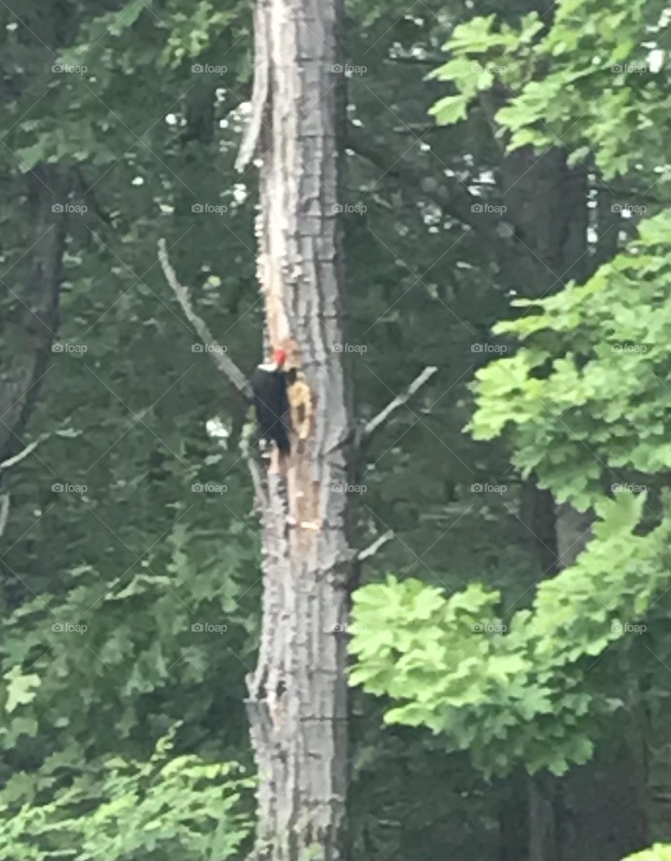 Pileated woodpecker