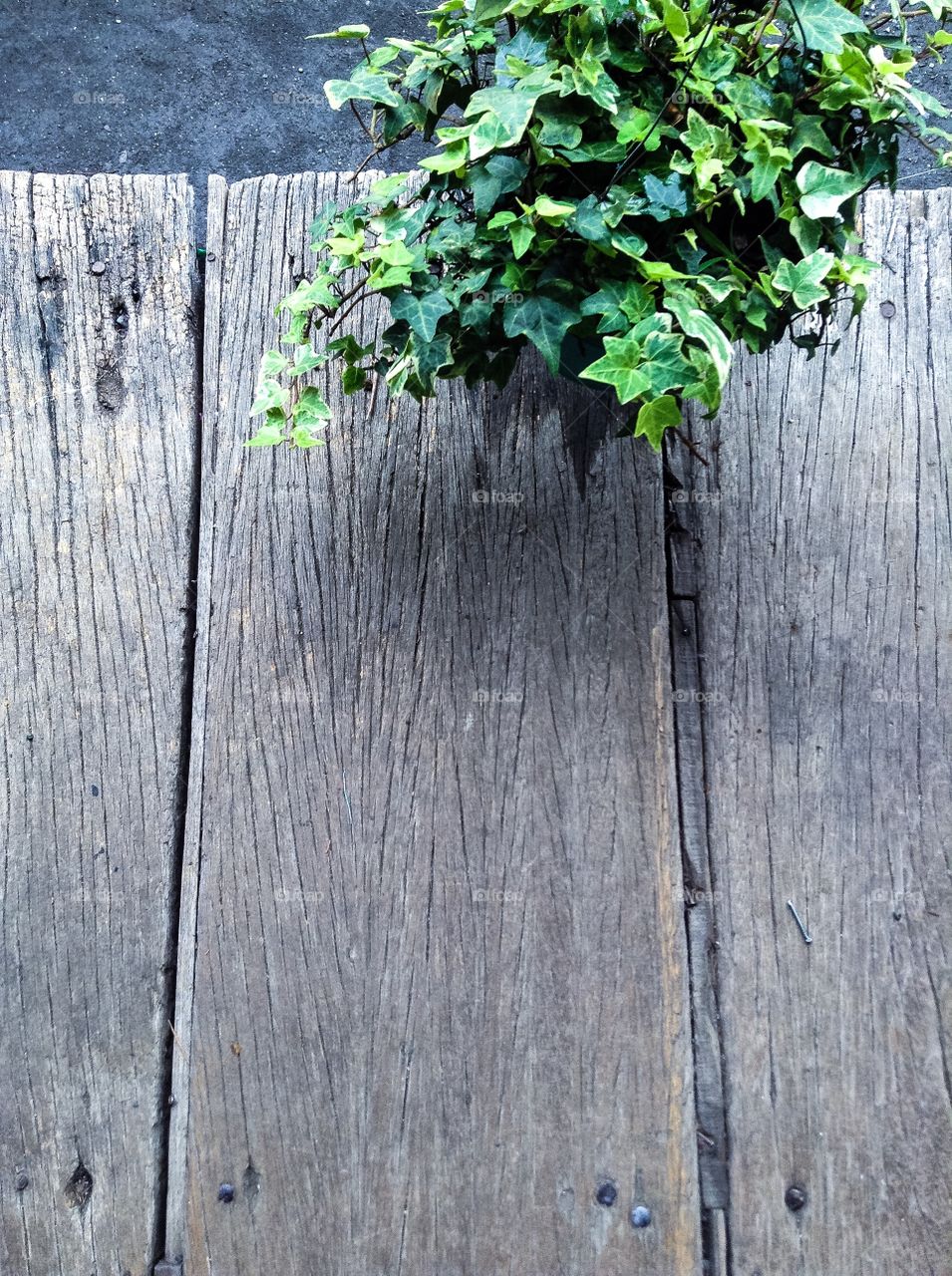 Green ivy with gray old wood