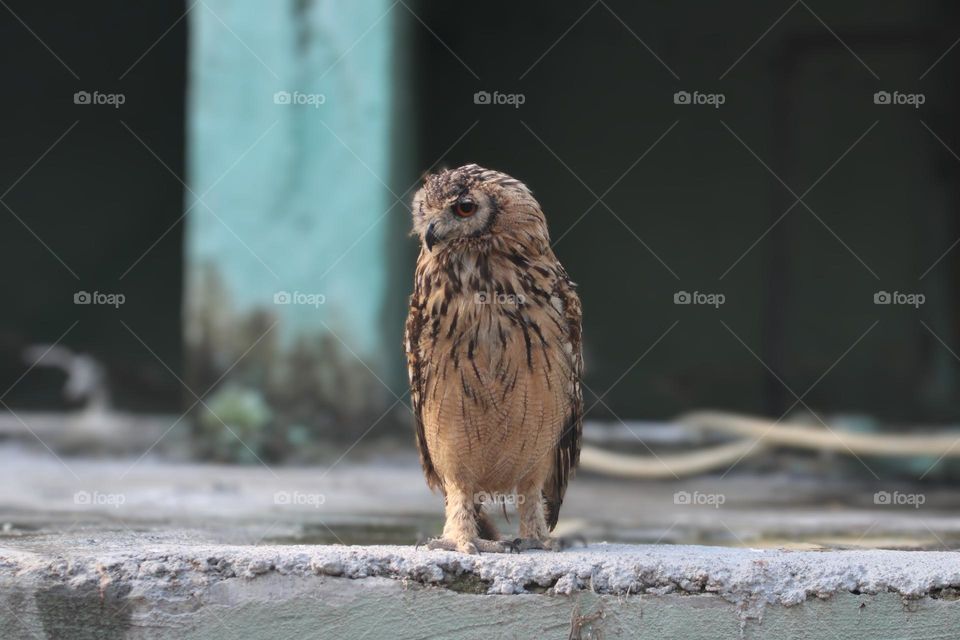 Eurasian eagle-owl