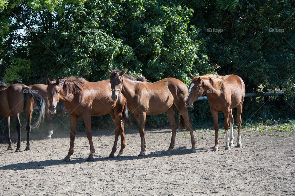 Horses on a farm