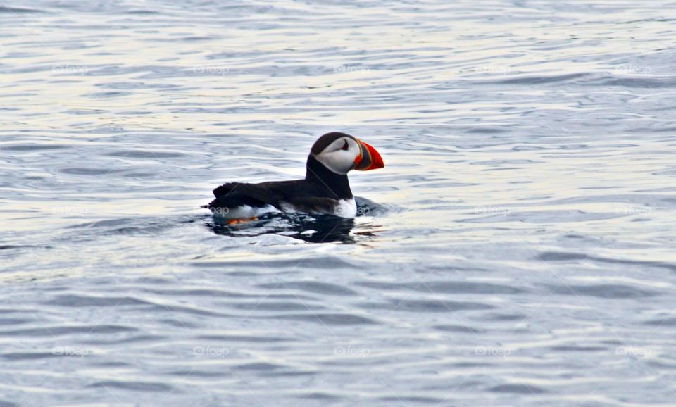 Atlantic puffin