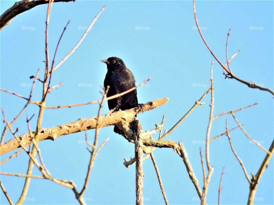 cowbird on a cold day