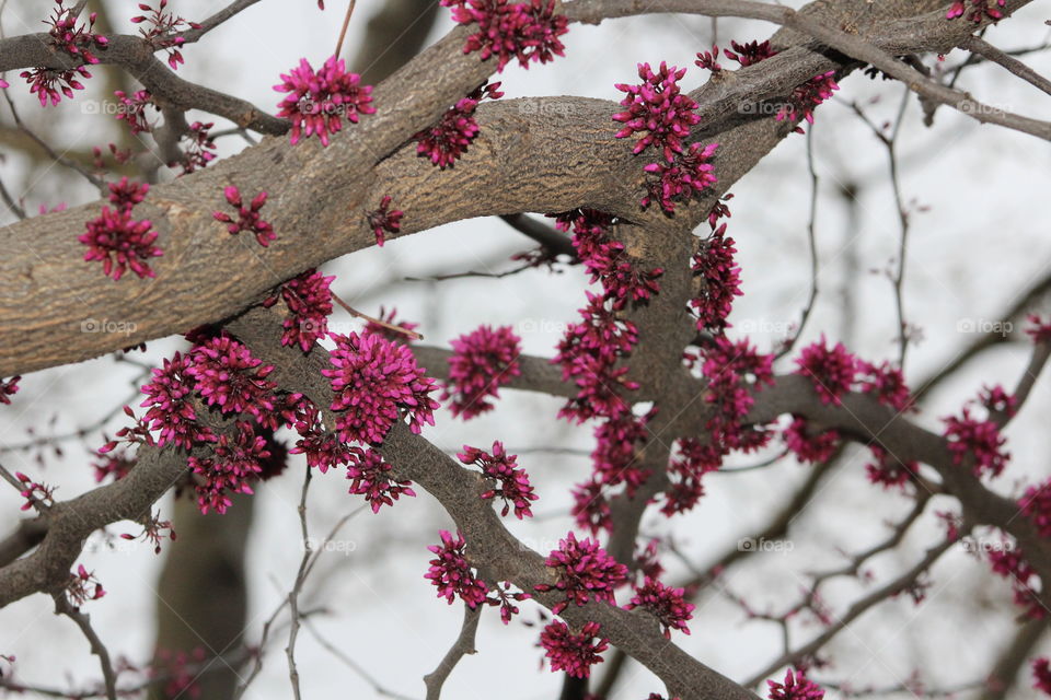 Judas tree (Eastern redbud) with magenta spring buds 