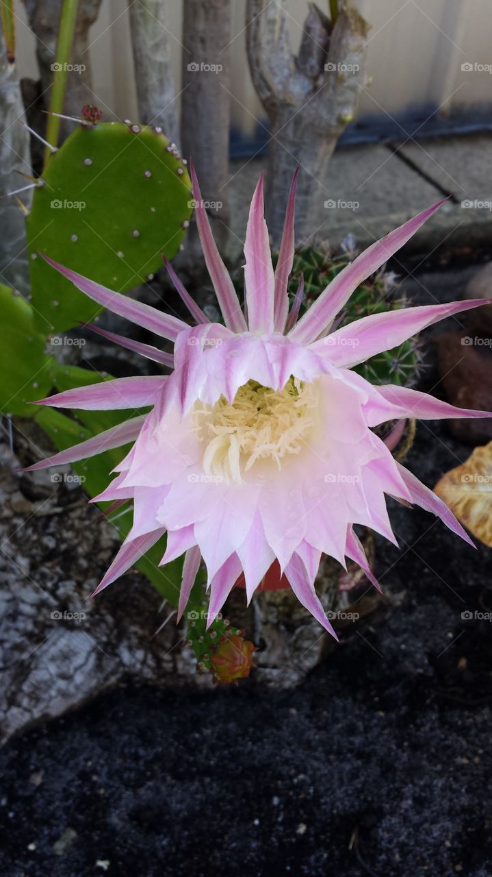 cactus flower