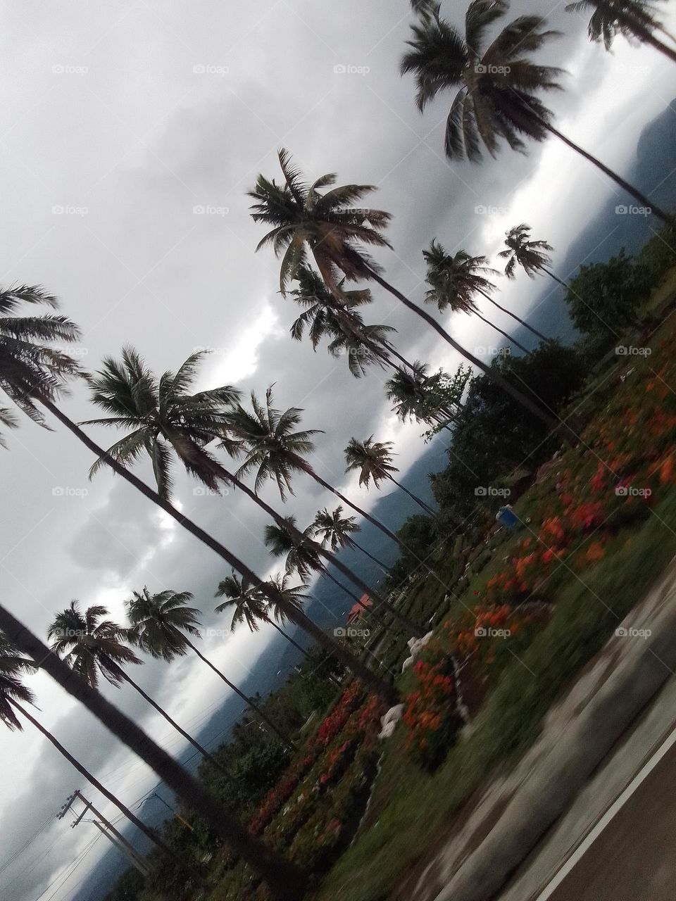 Flowerbed give us a place to plant colorful annuals and perennials that can fill our yard with beauty.
Palm as it is always high & tall touching sky..
The trer of life our coconut.