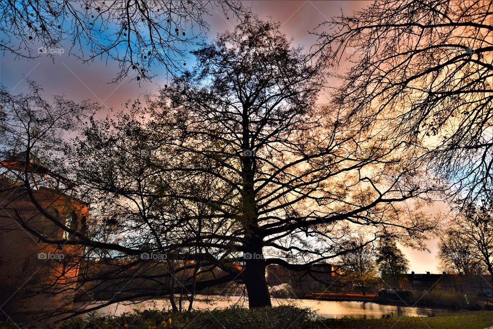 black silhouette of a bare tree in the winter at the parc at sunset