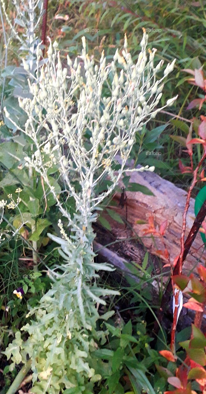 blooming salad and autumn coloured leaves of blueberry