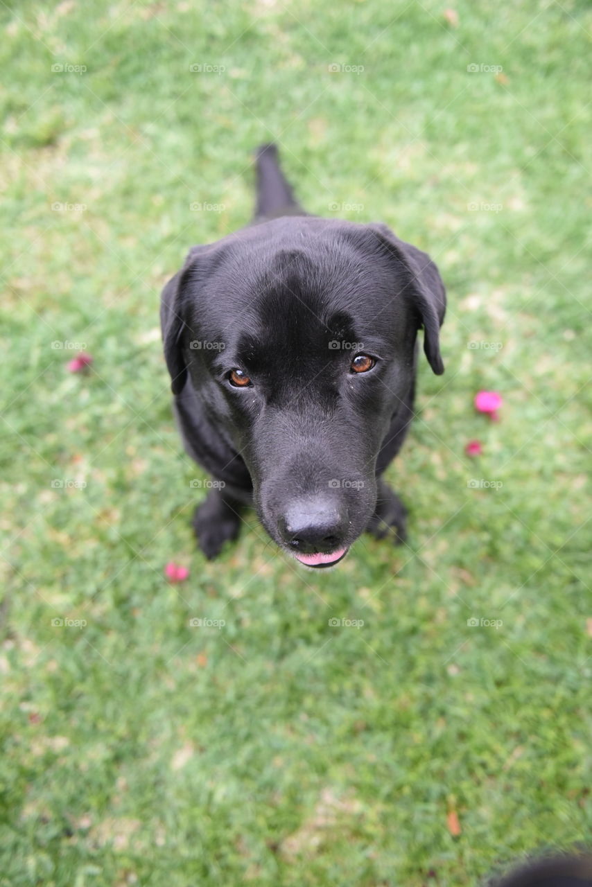 Dog, Grass, Animal, Cute, Pet