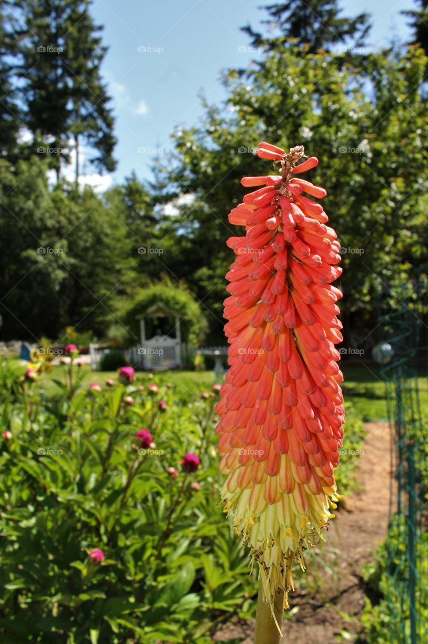 red poker flower
