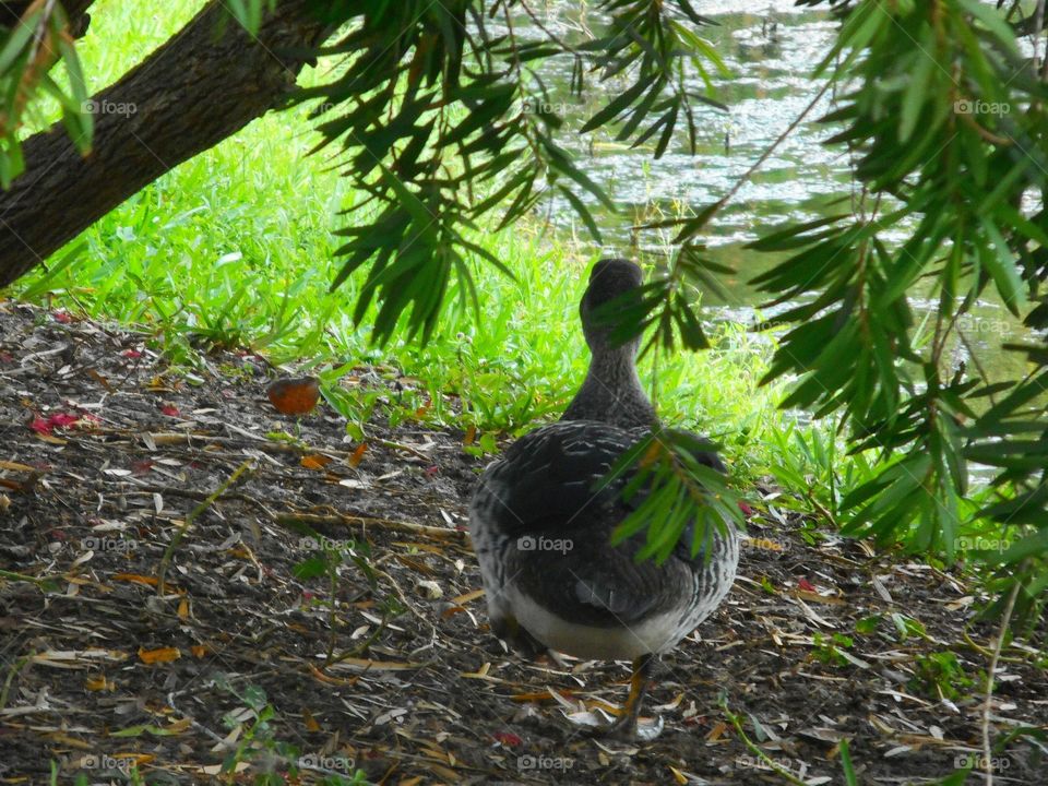 An adult duck walks under a tree to get to the lake, at Lake Lily Park in Maitland, Florida.