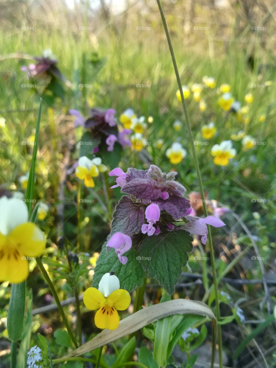 Pink and yellow