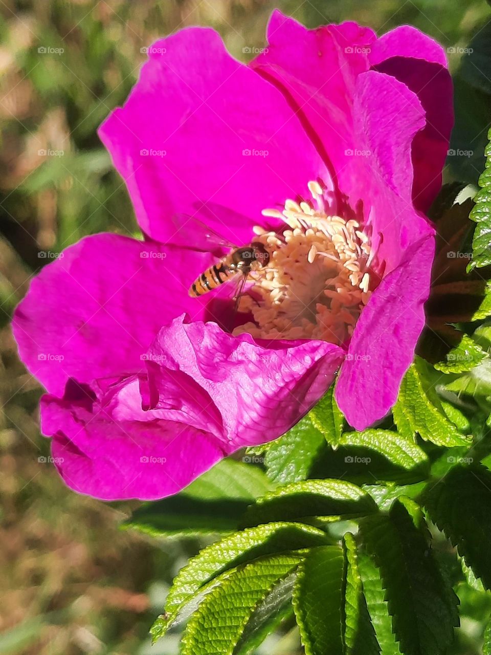 litlle wasp feeding on wild rose