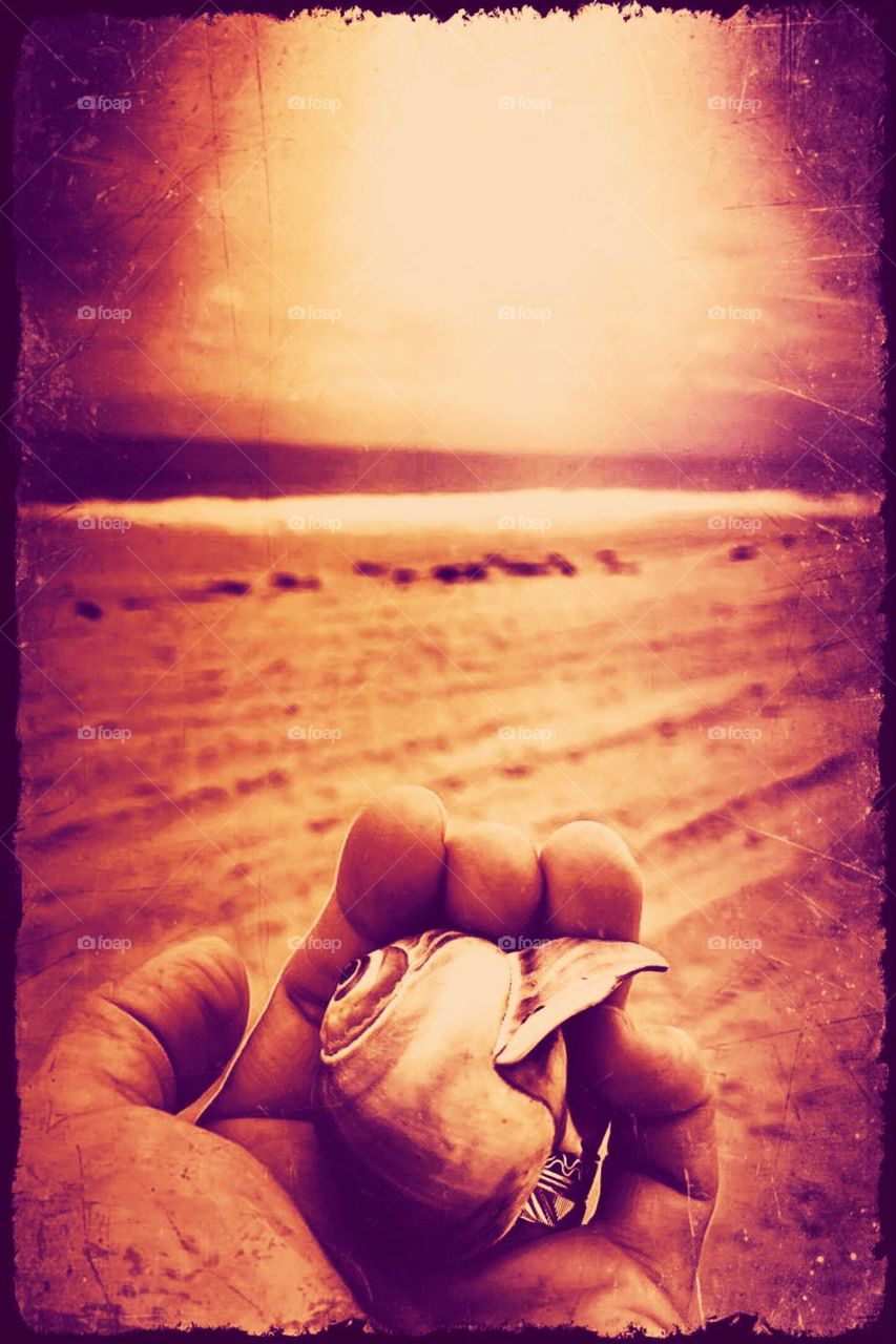 Hand Holding Sea Shell On The Beach, Last Days Of Summer, Summer Memories, Out Stretched Hand With Sea Shell, Woman On The Beach, Final Days Of Summer, Sepia Toned Image Of The Beach, Portrait Of The Beach 