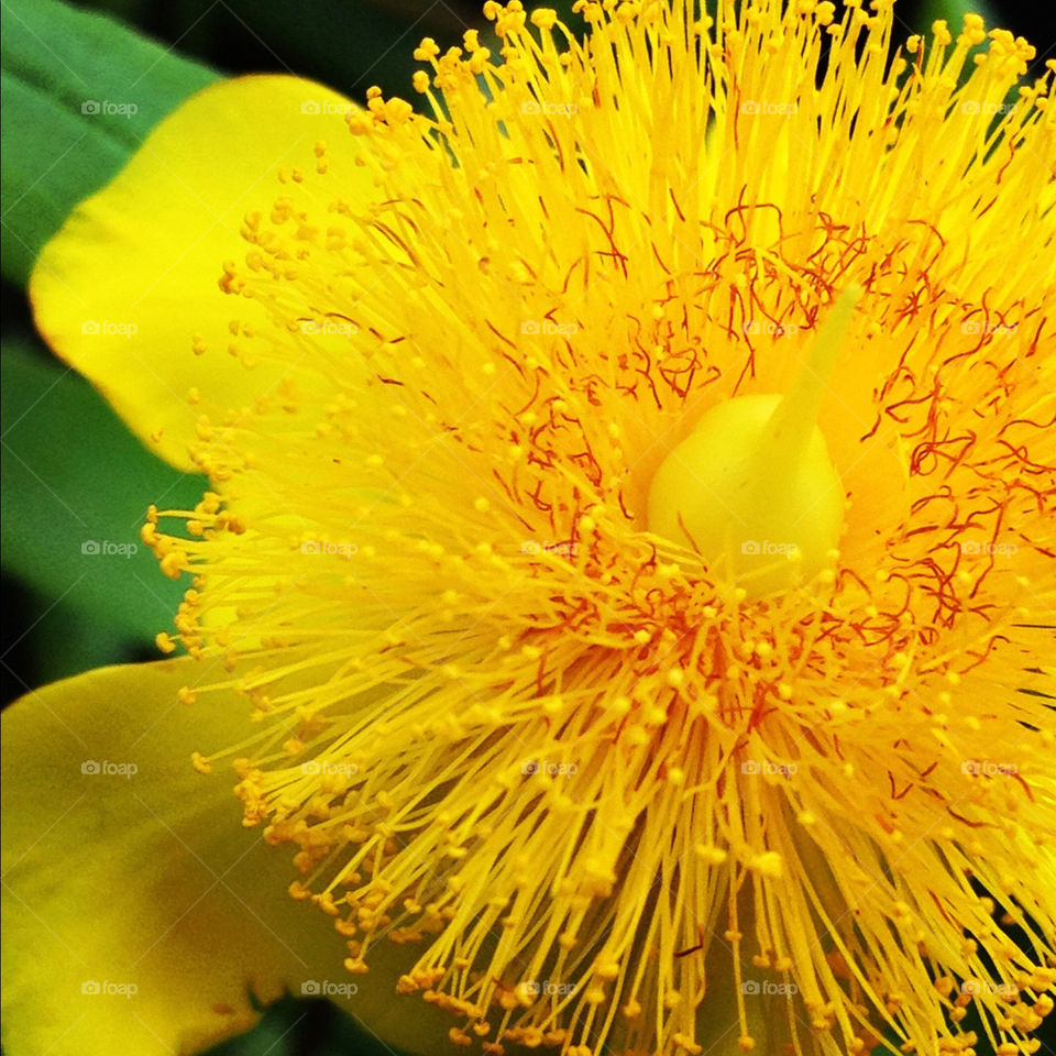 garden yellow flora flower by picsbyryan