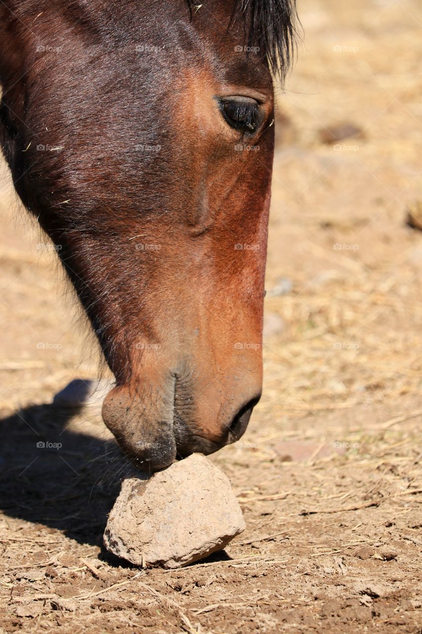 Wild American mustang horse sniffing stone on desert ground 