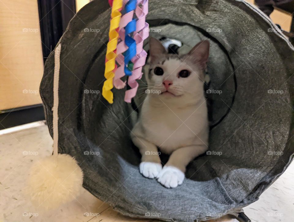 Every day is Caturday