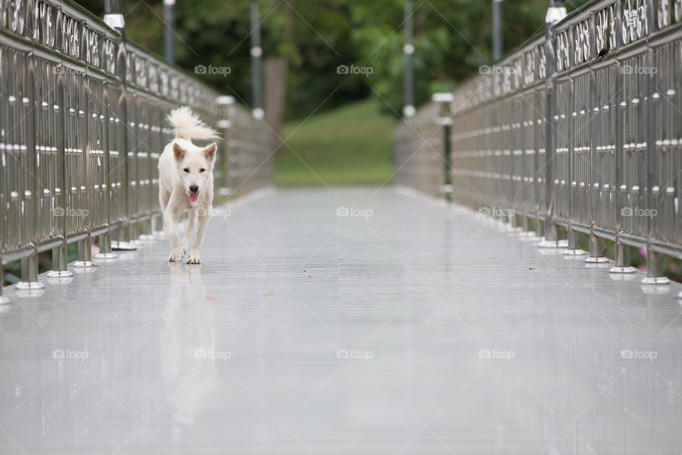 Dog crossing the bridge 