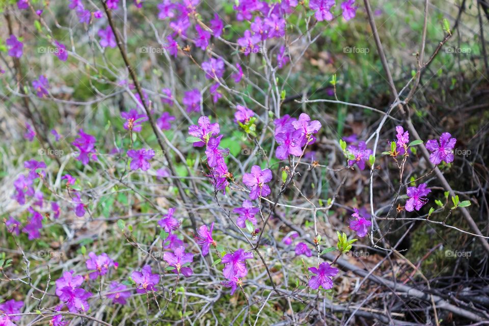 Purple rosemary flowers