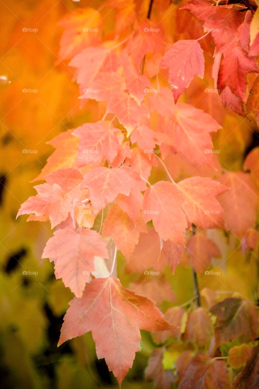 Autumn leaves in soft morning light. 